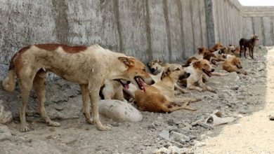 هشدار افزایش بی رویه جمعیت سگ های ولگرد در ایران