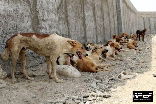  هشدار افزایش بی رویه جمعیت سگ های ولگرد در ایران
