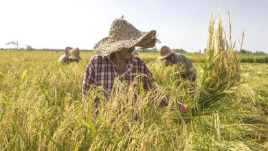 برداشت ۲۷ درصد شالیزارهای گیلان