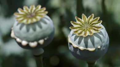 آمار قابلتأمل درباره کِشت غیرقانونی مخدر در کشور