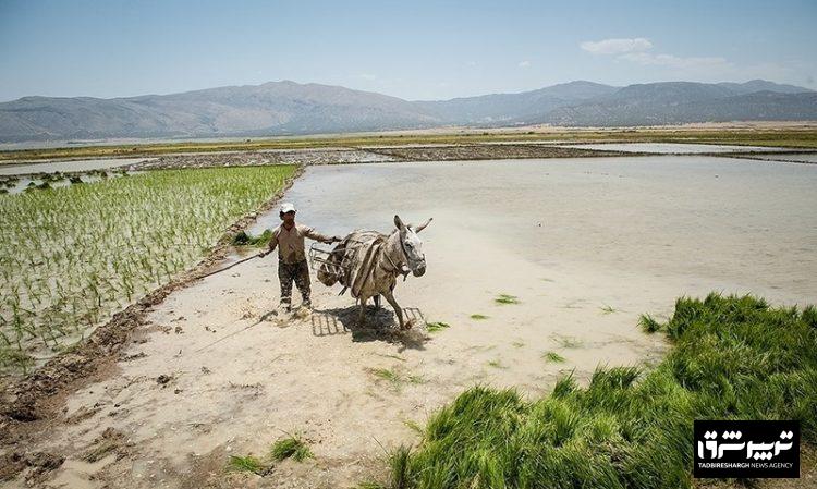 یک فعال محیط زیست: از اواخر تیرماه تاکنون بسیاری از رودخانههای فرعی در مازندران خشک شدهاند