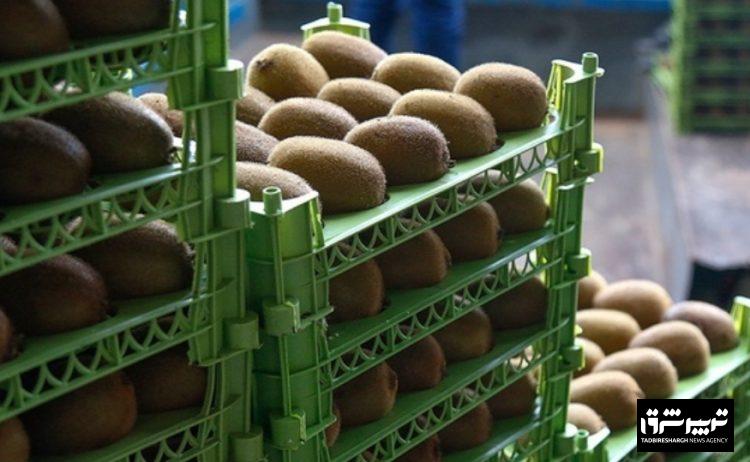 صادرات کیوی از گیلان به جهان آغاز شد