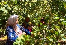 همت باغداران گیلانی برای پر کردن سبد تولید فندق