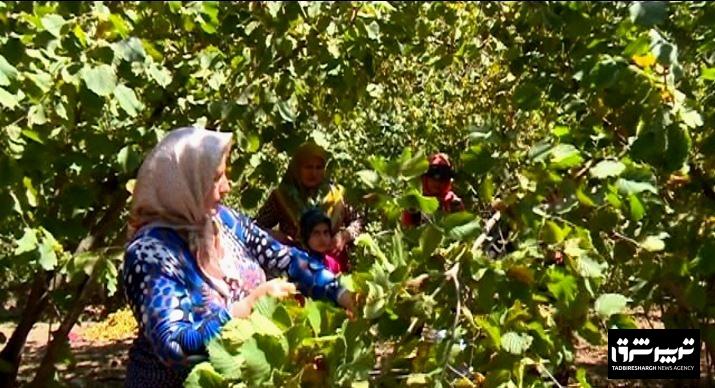 همت باغداران گیلانی برای پر کردن سبد تولید فندق