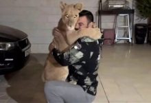علی‌اکبری به تلف شدن شیرش در باغ وحش واکنش نشان داد/ «لیاقت نداشتید، باید پاسخگو باشید»