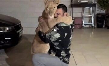 علیاکبری به تلف شدن شیرش در باغ وحش واکنش نشان داد/ «لیاقت نداشتید، باید پاسخگو باشید»