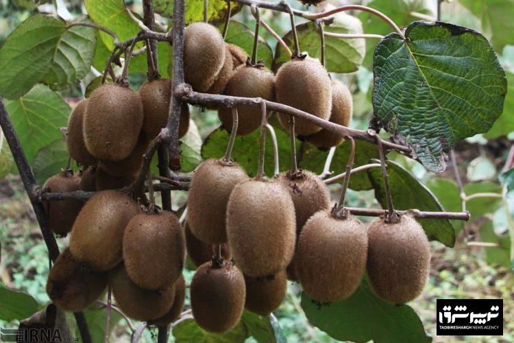 با حضور استاندار گیلان؛ نخستین خط تولید تبدیل کیوی به پاستیل گیلان در رودسر راه اندازی شد