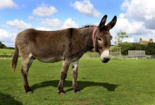 کشتار سالانه شش میلیون الاغ در آفریقا برای ساخت اکسیر جوانی در چین