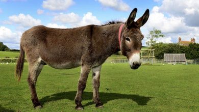 کشتار سالانه شش میلیون الاغ در آفریقا برای ساخت اکسیر جوانی در چین