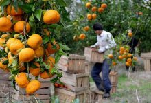 برداشت نارنگی از باغ های گیلان آغاز شد