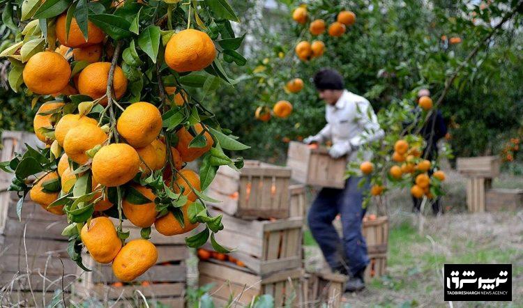 برداشت نارنگی از باغ های گیلان آغاز شد