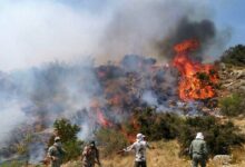رئیس سازمان جنگل‌ها: به احتمال بسیار زیاد منشأ آتش‌سوزی جنگل هیرکانی در منطقه الیت چالوس انسانی است