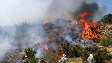 رئیس سازمان جنگل‌ها: به احتمال بسیار زیاد منشأ آتش‌سوزی جنگل هیرکانی در منطقه الیت چالوس انسانی است