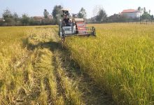 افزایش میلیاردی درآمد شالیکاران گیلانی با کشت دوم