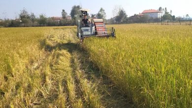 افزایش میلیاردی درآمد شالیکاران گیلانی با کشت دوم