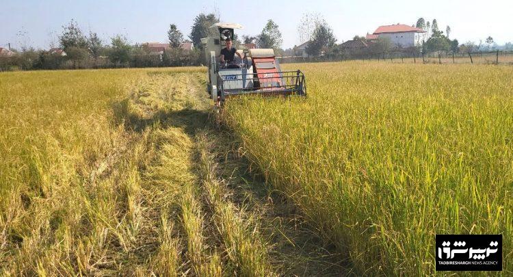 افزایش میلیاردی درآمد شالیکاران گیلانی با کشت دوم