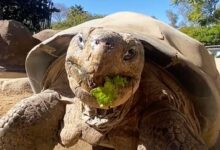 مرگ سالخورده‌ترین ساکن باغ وحش «سن‌دیگو»/ عکس