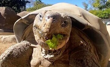 مرگ سالخوردهترین ساکن باغ وحش «سندیگو»/ عکس