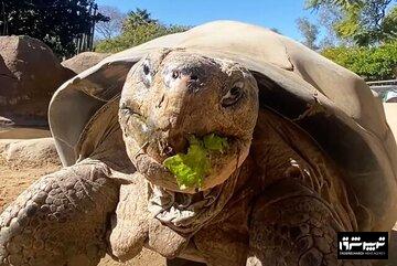 مرگ سالخوردهترین ساکن باغ وحش «سندیگو»/ عکس