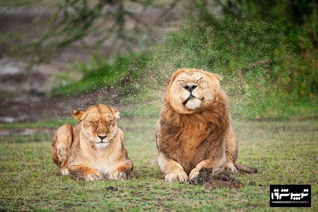 عکس‌های برگزیده کمدی حیات وحش ۲۰۲۵