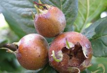 برداشت ازگیل از باغ‌های گیلان آغاز شد