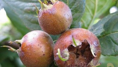 برداشت ازگیل از باغ‌های گیلان آغاز شد