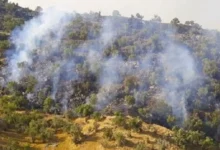 مدیرکل منابع طبیعی گیلان: حریق دوهکتاری در جنگل های آستارا مهار شد