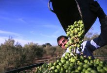 افزون بر ۱۰ هزار تن زیتون از باغ‌های گیلان برداشت شد