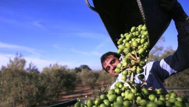 افزون بر ۱۰ هزار تن زیتون از باغ‌های گیلان برداشت شد