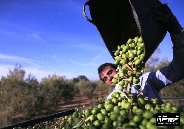 افزون بر ۱۰ هزار تن زیتون از باغهای گیلان برداشت شد