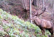 ثبت تصاویر بی‌نظیر از مرال در جنگل‌های لنگرود؛ گامی مهم در حفاظت از گونه‌های ارزشمند هیرکانی
