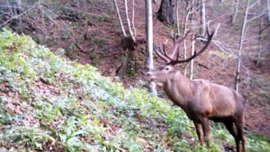 ثبت تصاویر بی‌نظیر از مرال در جنگل‌های لنگرود؛ گامی مهم در حفاظت از گونه‌های ارزشمند هیرکانی
