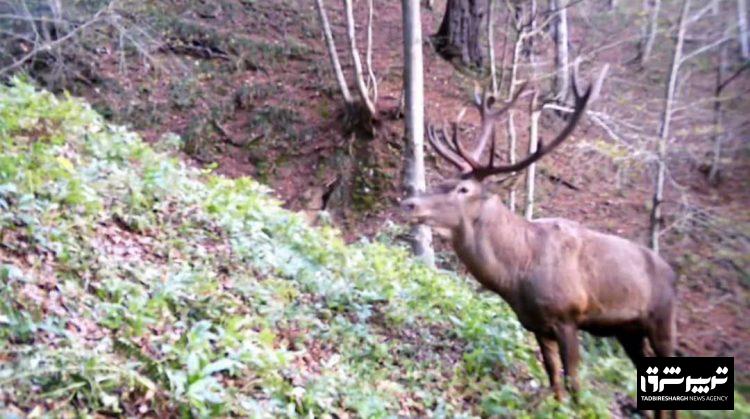 ثبت تصاویر بینظیر از مرال در جنگلهای لنگرود؛ گامی مهم در حفاظت از گونههای ارزشمند هیرکانی