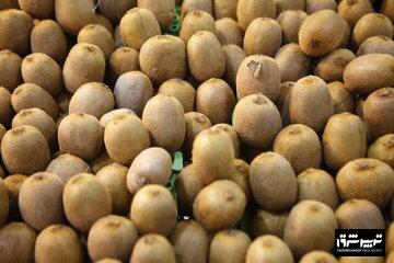 انتقاد رییس اتاق بازرگانی‌ گیلان از موانع صادرات کیوی