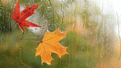 گیلان بارانی میشود