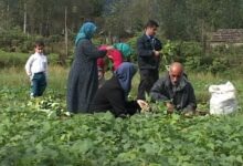 ۱۰۰ هزار تن محصول در سبد تولید پاییزه محصولات کشت دوم گیلان