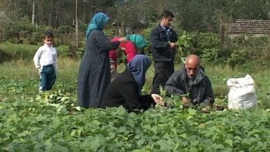 ۱۰۰ هزار تن محصول در سبد تولید پاییزه محصولات کشت دوم گیلان