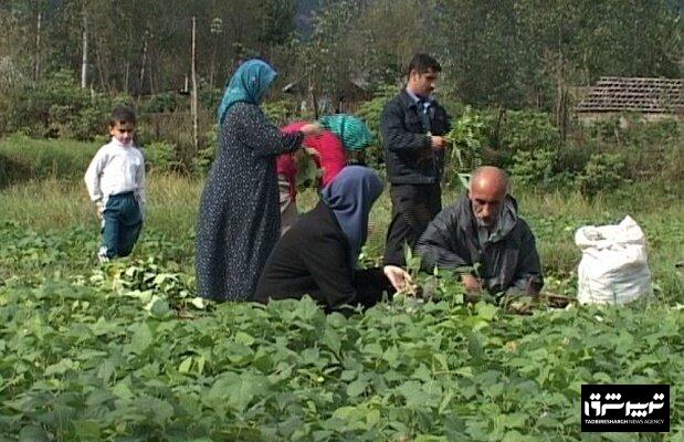 ۱۰۰ هزار تن محصول در سبد تولید پاییزه محصولات کشت دوم گیلان