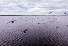 فرماندار آستانه اشرفیه خبر داد: ورود ۵۰۰۰ پرنده مهاجر به بندر کیاشهر