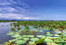 مدیرکل محیط زیست گیلان: تالاب انزلی هنوز زنده است