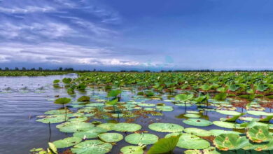 مدیرکل محیط زیست گیلان: تالاب انزلی هنوز زنده است