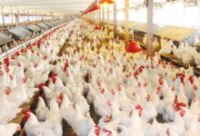 رئیس سازمان جهاد کشاورزی استان خبر داد؛ آغاز تولید قراردادی مرغ در گیلان