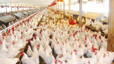 رئیس سازمان جهاد کشاورزی استان خبر داد؛ آغاز تولید قراردادی مرغ در گیلان