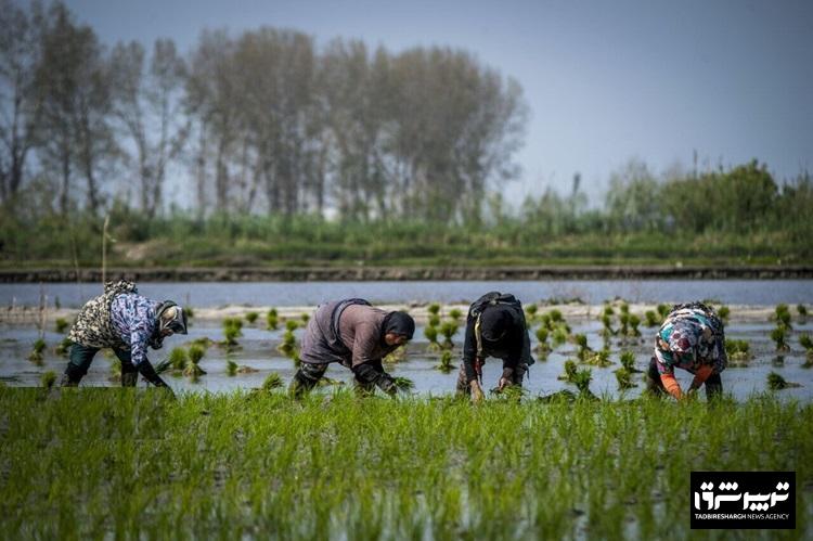 اجرای طرح جهش تولید برنج در ۴ هزار هکتار از شالیزارهای گیلان